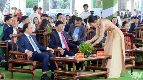 Thái Nguyên tìm giải pháp phát triển ngành chè bền vững