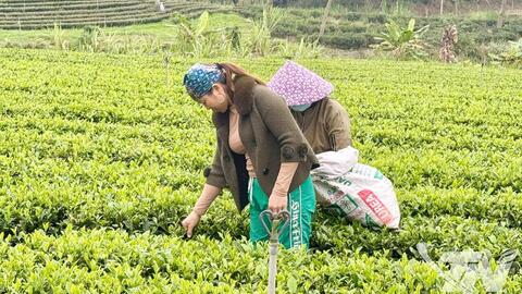 Xây dựng thương hiệu bằng chứng nhận VietGAP