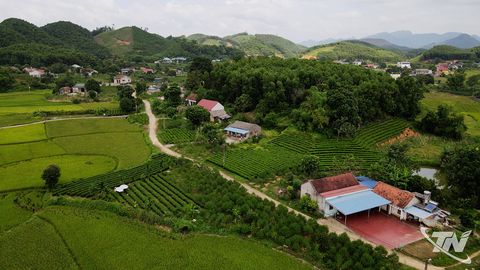 Khám phá vùng đào Bình Minh