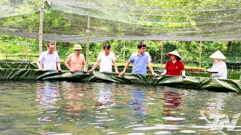 Nuôi cá tầm - mô hình kinh tế mới của đồng bào dân tộc thiểu số
