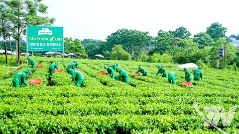 Chè Thái Nguyên tìm đường ra biển lớn