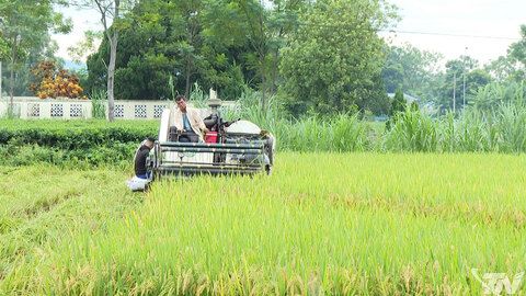 Chủ động bảo vệ lúa, hoa màu, vật nuôi để giảm thiểu thiệt hại