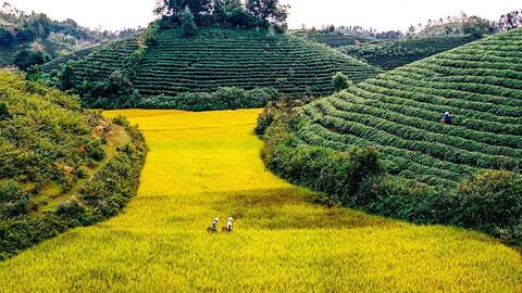 Thái Nguyên tăng số mã vùng trồng lên 151