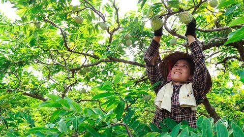 Không gieo trồng trong thời gian mưa bão