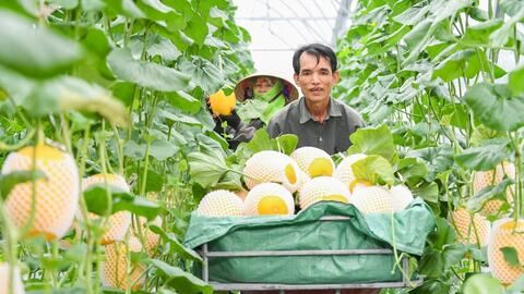 Mùa 'vàng' ở xã Trường Tân