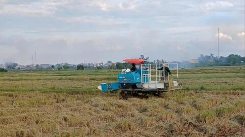 Thu hoạch hơn 4.000 ha lúa mùa sớm phía tây Hải Phòng