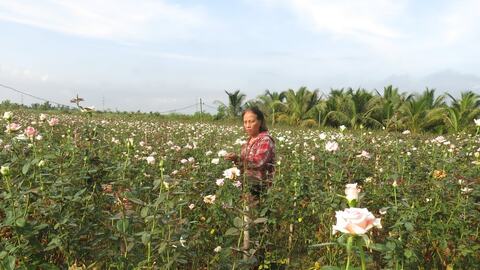 Nông dân Hải Phòng ghép tầm xuân, nở hoa hồng