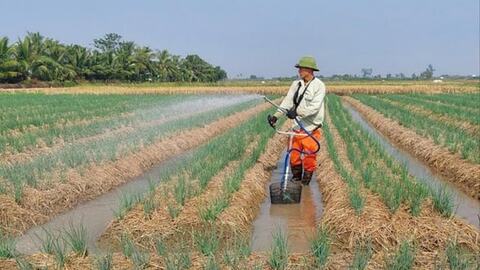 Nông dân Hải Phòng tích tụ hơn 3.000 ha đất sản xuất hàng hóa quy mô lớn