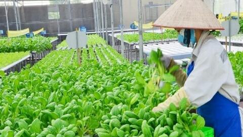 Hải Phòng có 15.500 ha rau, quả sản xuất theo quy trình an toàn