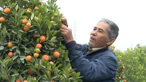 Làng nghề hoa, cây cảnh Tri Yếu