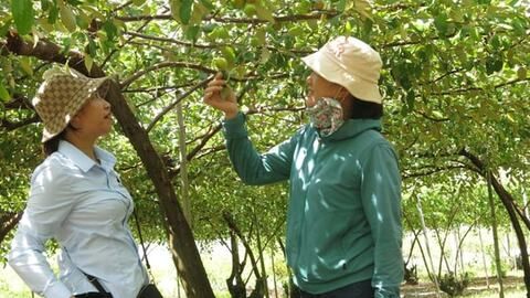 Để táo muối Bàng La đơm hoa kết trái, thêm vụ
