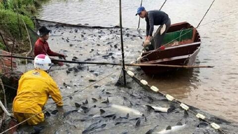 Sản lượng thủy sản tăng hơn 6,4%