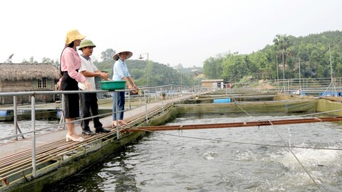 Đảng viên tiên phong phát triển kinh tế ở Phúc Đình