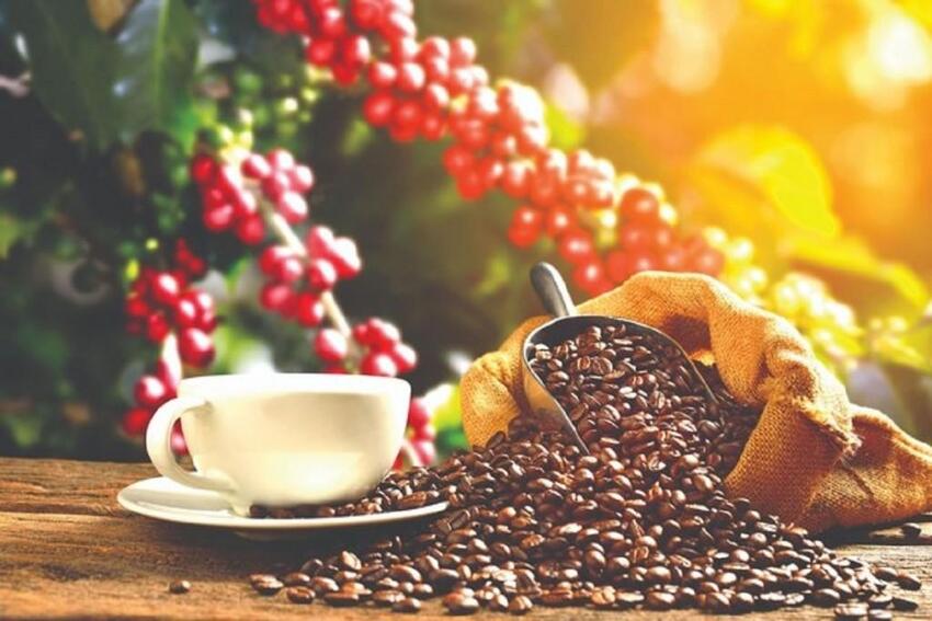 Giá cà phê hôm nay 5/12: Giá arabica tăng nhờ thời tiết khô hạn tại Brazil