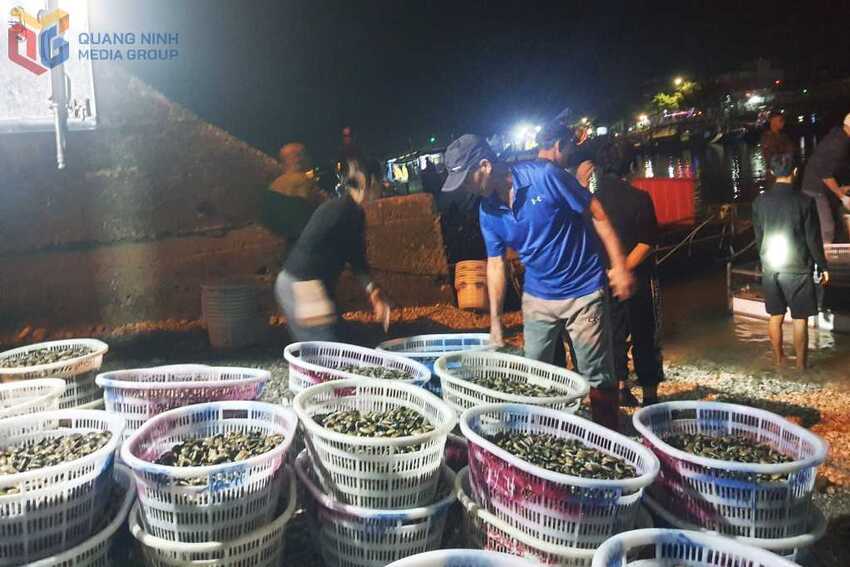 Quảng Hà: Để kinh tế thủy sản bền vững