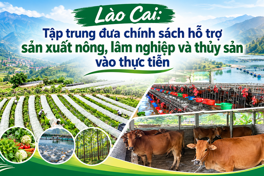 Tập trung đưa chính sách hỗ trợ sản xuất nông, lâm nghiệp và thủy sản vào thực tiễn