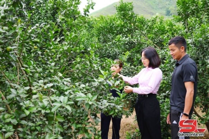 Đảng bộ xã Mường Cơi lãnh đạo thực hiện khâu đột phá