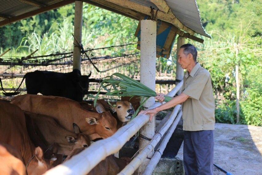 Cựu chiến binh gương mẫu