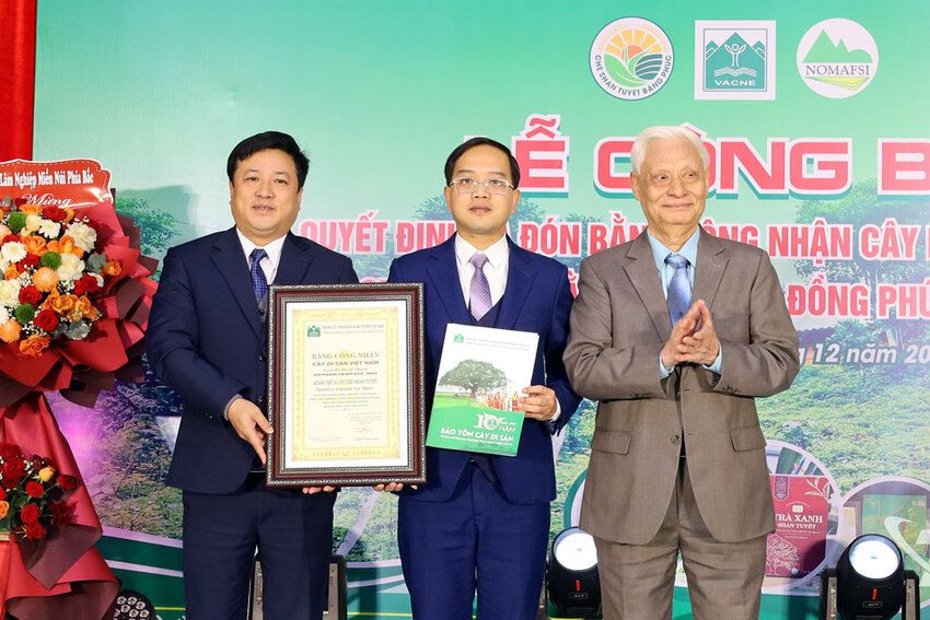 Quần thể 12 cây chè Shan tuyết tại xã Đồng Phúc được công nhận là 'Cây di sản Việt Nam'