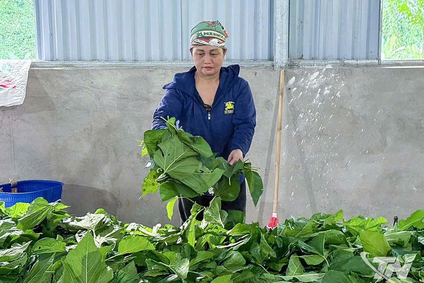 Nuôi tằm - hướng giảm nghèo cho nông dân Bằng Thành