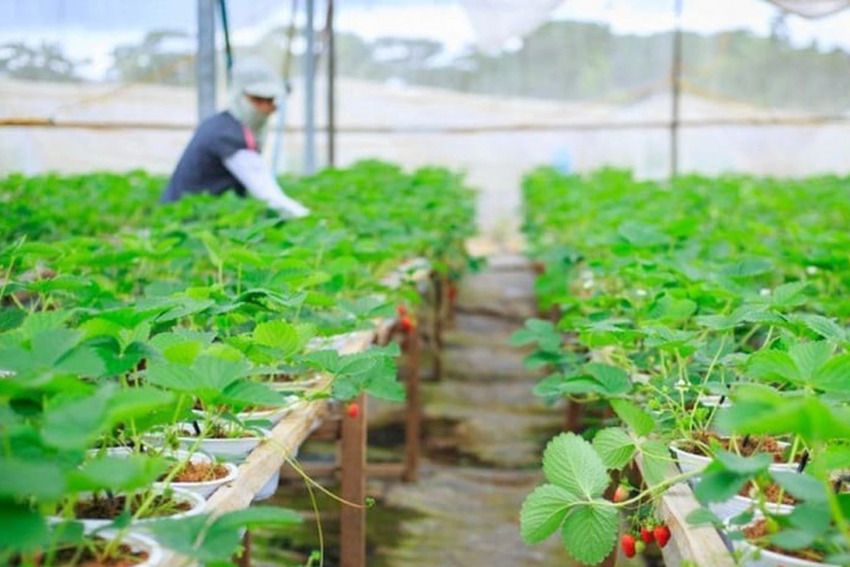 Lào Cai: Đột phá bằng khoa học và công nghệ cho mục tiêu phát triển xanh