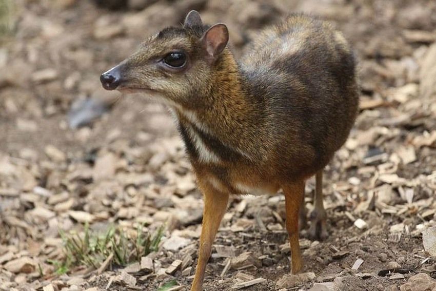 Bảo tồn loài nguy cấp bằng công nghệ hệ gen