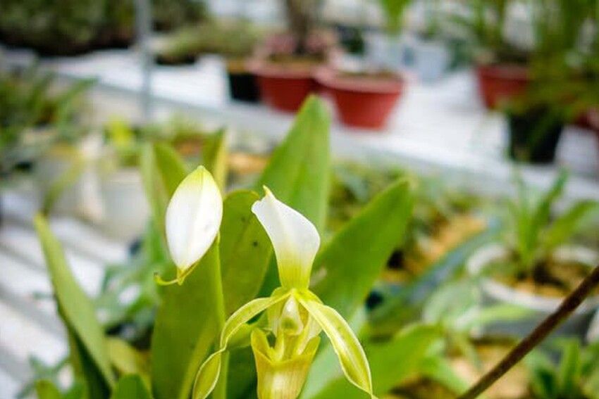 Bảo tồn và phát triển nguồn gen hai loài Lan quý hiếm tại Việt Nam