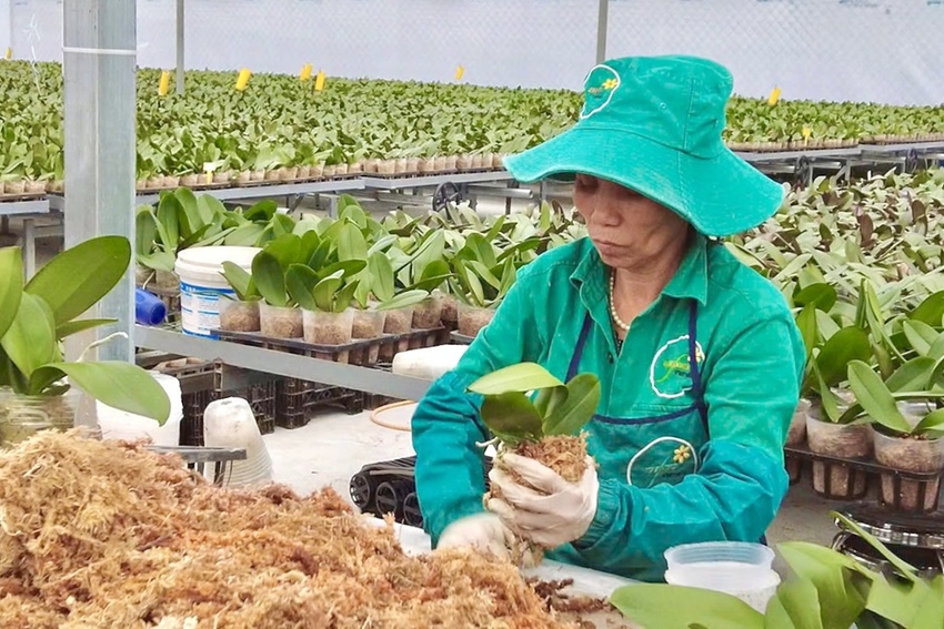 Tư tưởng Hồ Chí Minh - Nền tảng tư tưởng phát triển kinh tế tập thể trong giai đoạn mới