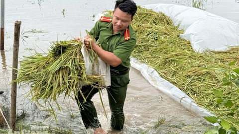 Giang Thành huy động lực lượng hỗ trợ thu hoạch gần 50ha lúa ngập  