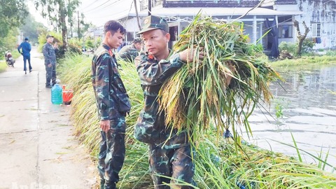 Cán bộ, chiến sĩ quân sự xã Vĩnh Thuận giúp dân thu hoạch lúa