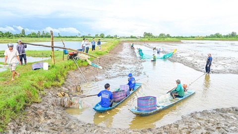 Nông dân Vĩnh Bình lợi nhuận khá khi nuôi tôm càng xanh toàn đực