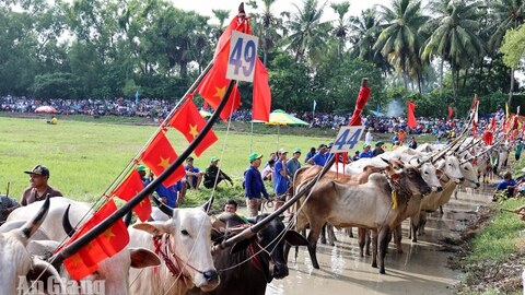 Khai mạc Hội đua bò Bảy Núi tranh cúp Truyền hình An Giang (ATV) lần thứ 31 