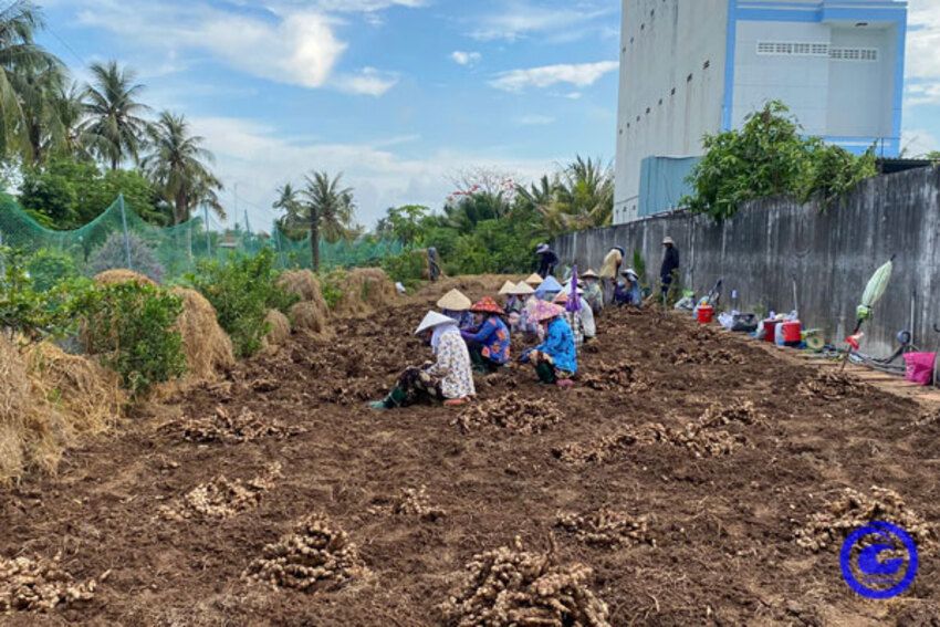 Nông dân xã Yên Luông phấn khởi thu hoạch gừng