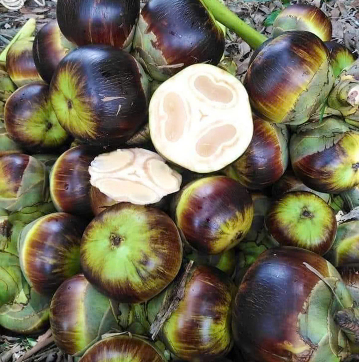 Sản vật từ cây thốt nốt