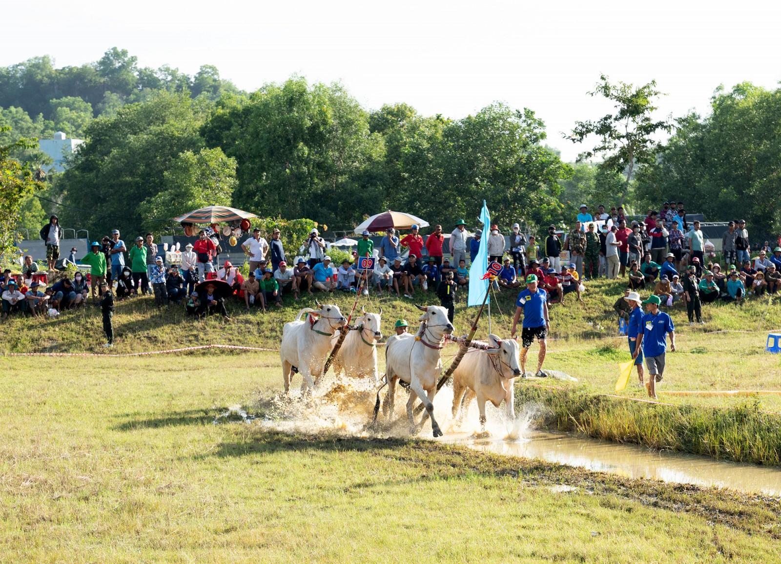 64 đôi bò tranh tài tại Hội Đua bò Bảy Núi tranh cúp truyền hình An Giang lần thứ 30 năm 2025