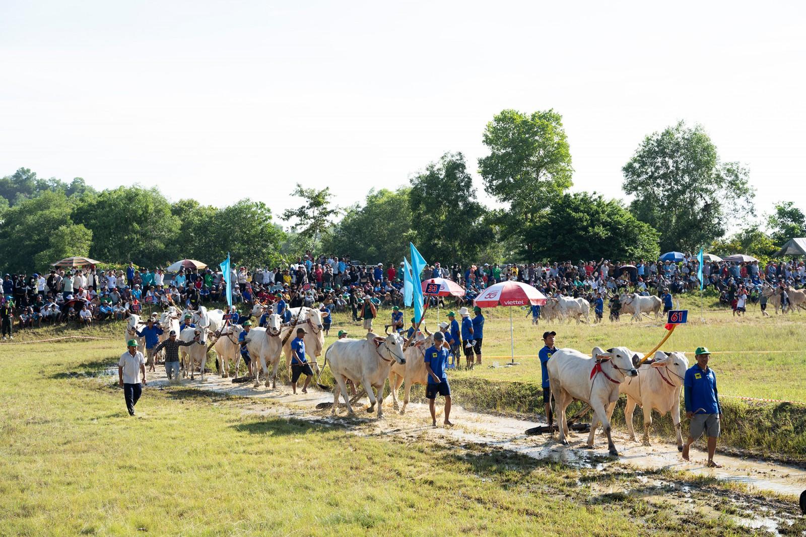64 đôi bò tranh tài tại Hội Đua bò Bảy Núi tranh cúp truyền hình An Giang lần thứ 30 năm 2025