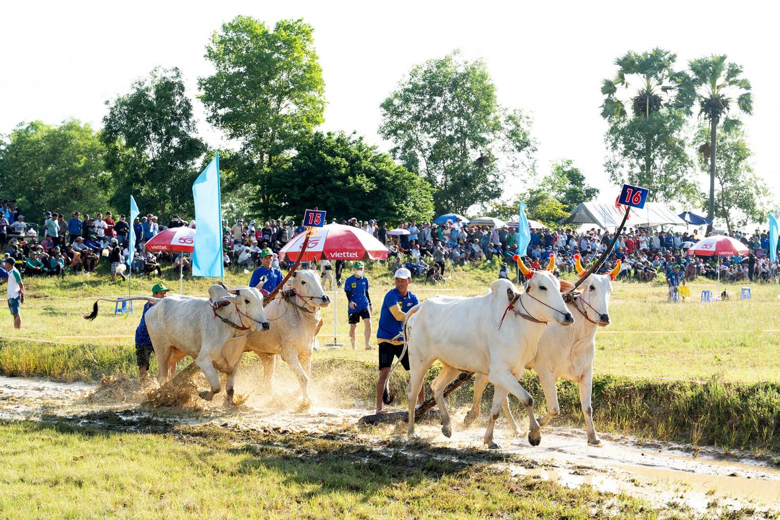 64 đôi bò tranh tài tại Hội Đua bò Bảy Núi tranh cúp truyền hình An Giang lần thứ 30 năm 2025