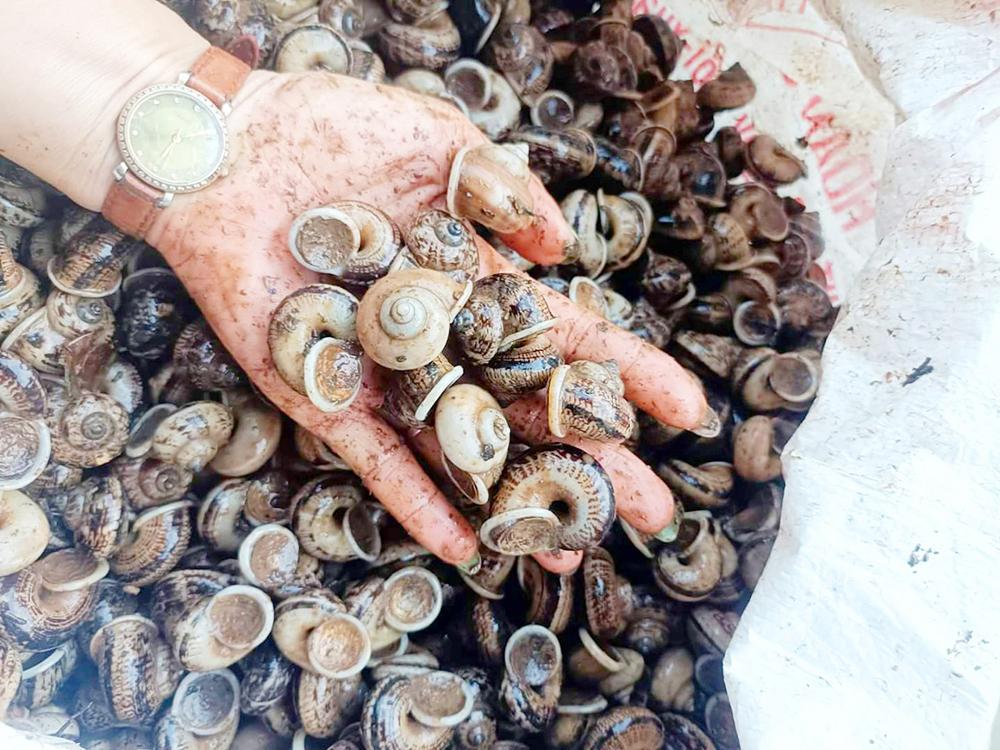 Lên núi Cấm “săn” cua, ốc