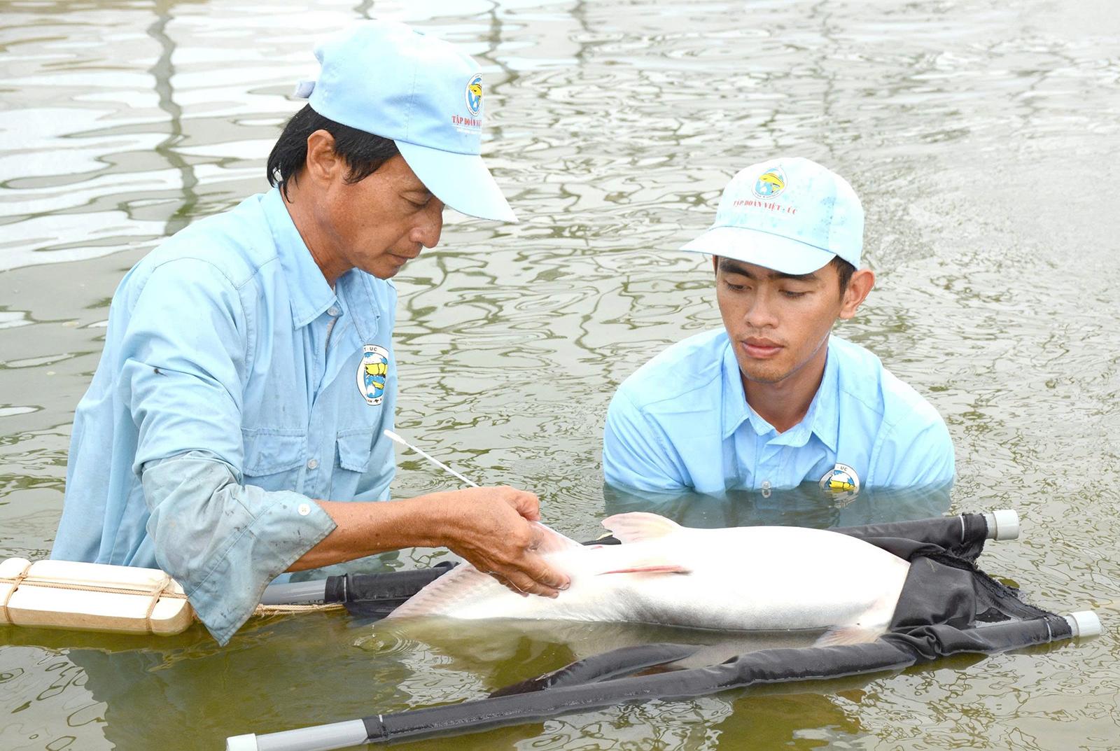 Liên kết “5 nhà” đưa cá tra vươn xa