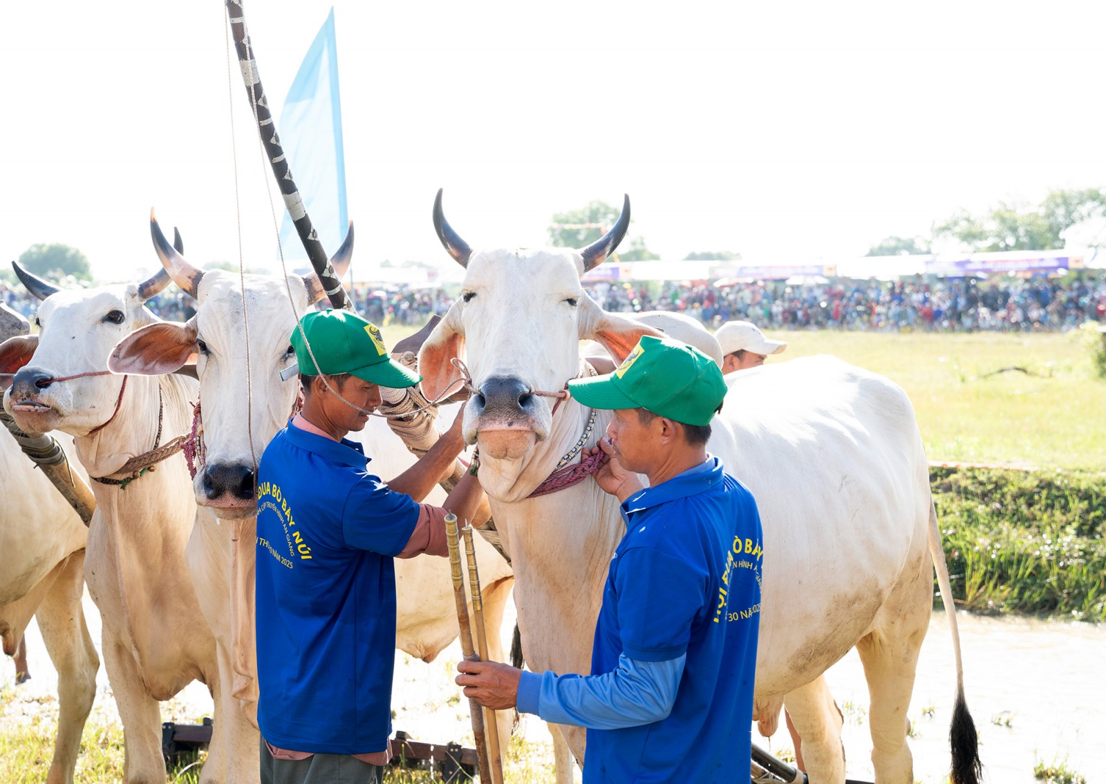 64 đôi bò tranh tài tại Hội Đua bò Bảy Núi tranh cúp truyền hình An Giang lần thứ 30 năm 2025