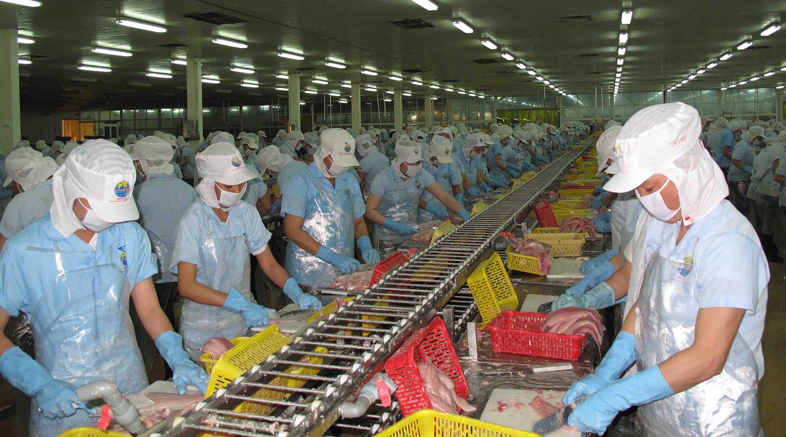 Liên kết “5 nhà” đưa cá tra vươn xa