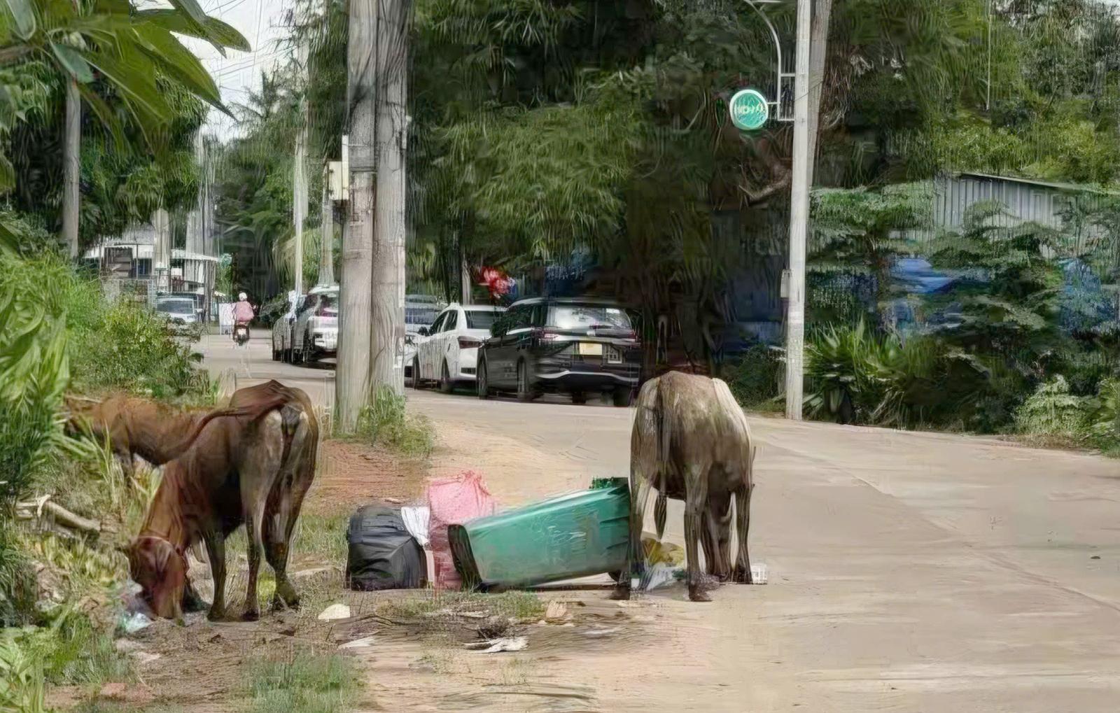Phú Quốc ra thông báo cấm chăn thả rông gia súc tại các khu vực công cộng