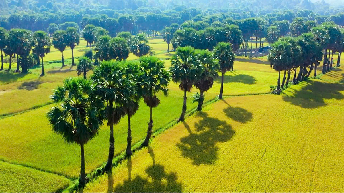 Sản vật từ cây thốt nốt