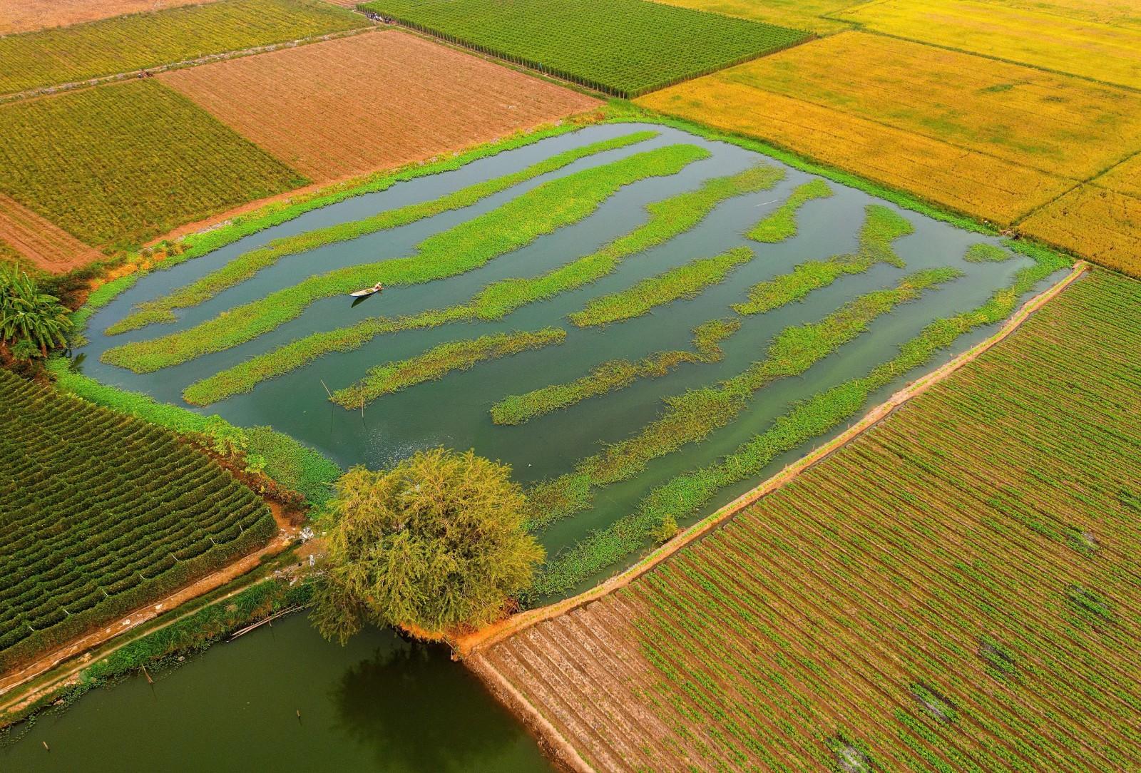 Gỡ khó cho rau an toàn