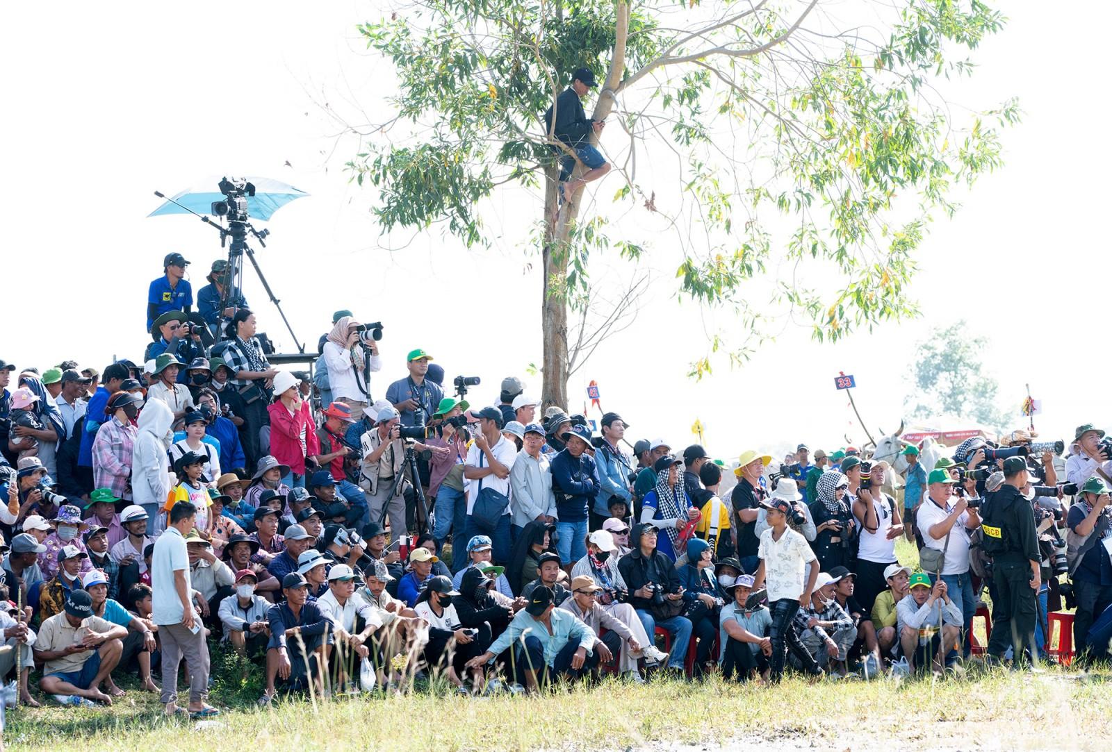 64 đôi bò tranh tài tại Hội Đua bò Bảy Núi tranh cúp truyền hình An Giang lần thứ 30 năm 2025