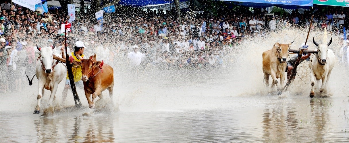 Bản sắc văn hóa Khmer Nam Bộ ở Hội Đua bò Bảy Núi