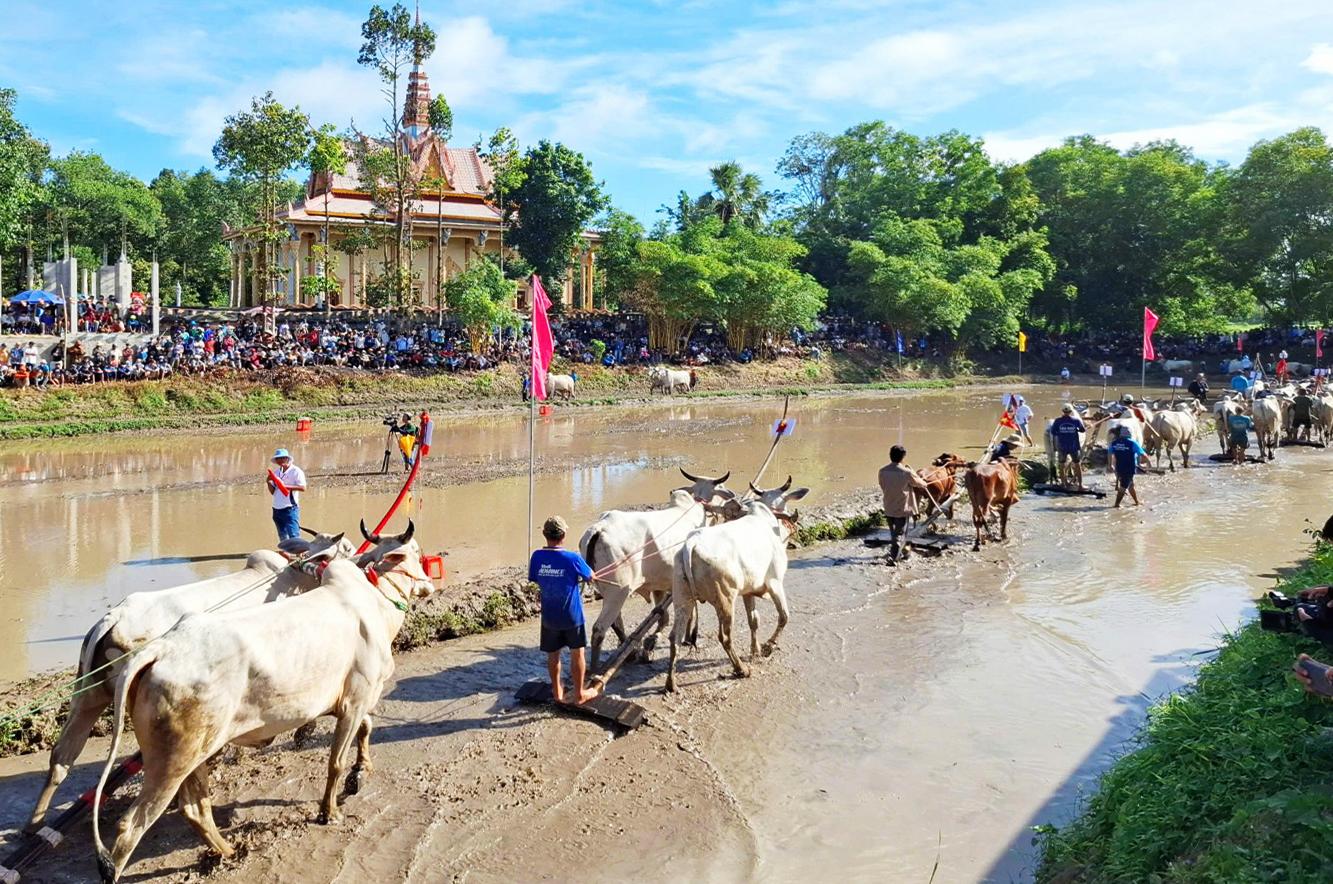 Sôi nổi Hội đua bò truyền thống chùa Rô lần thứ 11 năm 2025