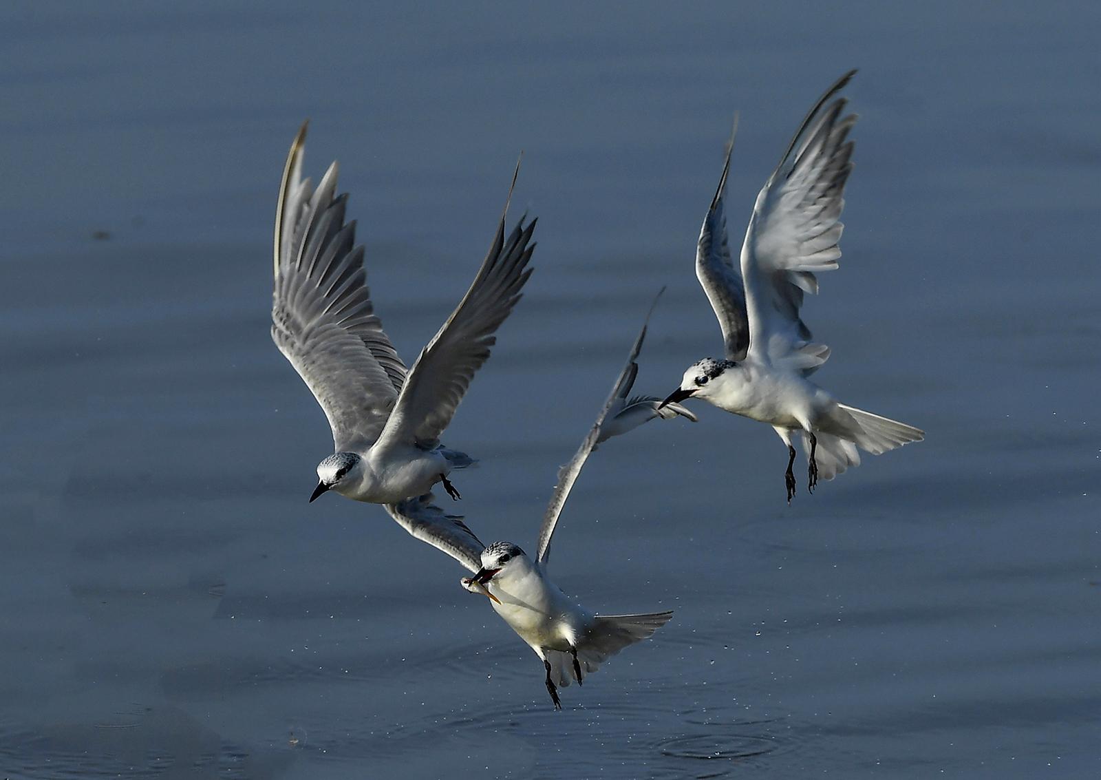 Mùa chim nhạn về bên cửa sông Kiên