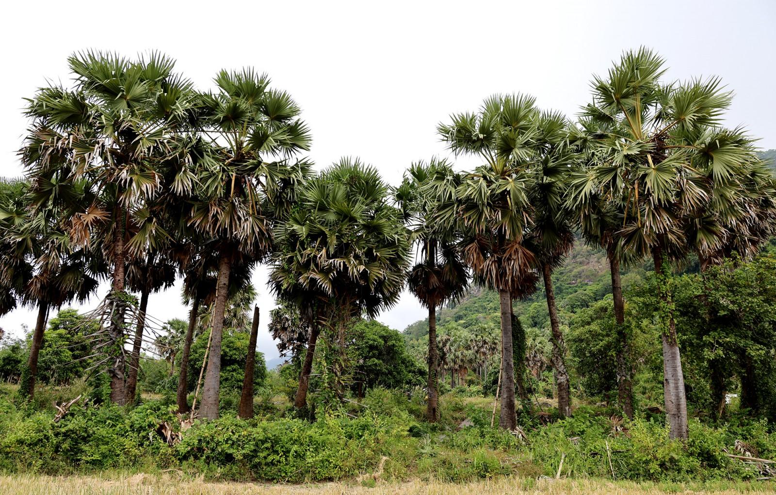 Mùa nấu đường thốt nốt của đồng bào Khmer