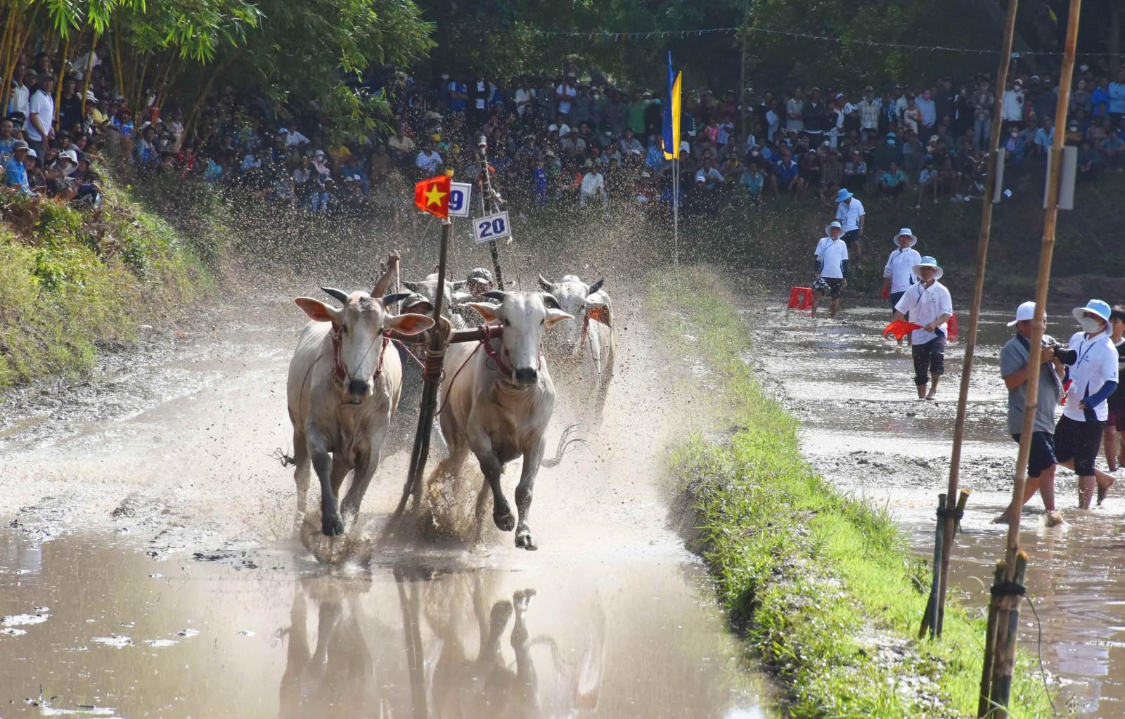 Sôi nổi Hội đua bò truyền thống chùa Rô lần thứ 11 năm 2025